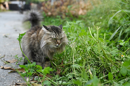 可爱的猫在夏日在自然光的公园里散步。