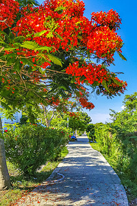 美丽的热带火焰树红色花朵华丽的凤凰木墨西哥。