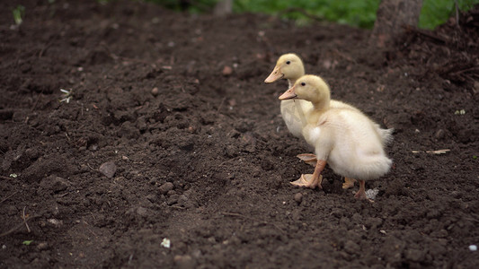 小黄鸭在农场的地上行走。