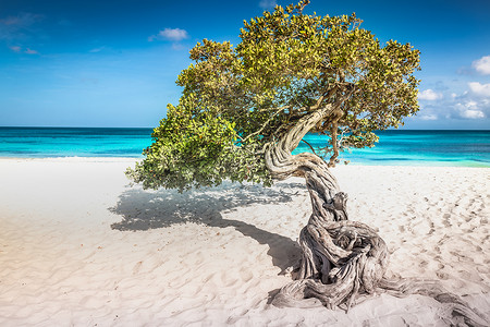 divi摄影照片_荷属安的列斯群岛阿鲁巴岛上有迪维迪维树的鹰海滩