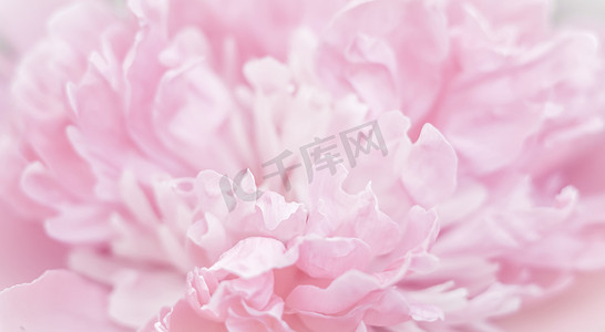 粉红色的牡丹花瓣。
