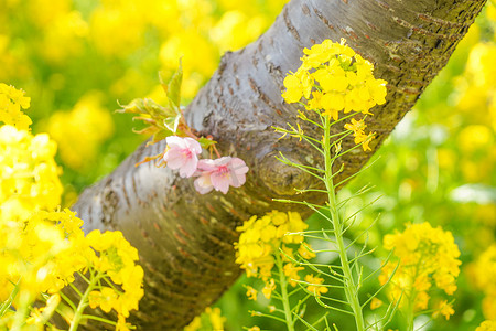 三浦海岸油菜花田和河津樱花