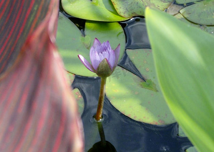 烫金色锦鲤摄影照片_紫色热带睡莲
