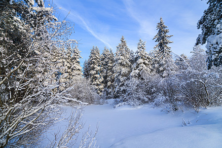 森林里的白雪皑皑的冬季景观。