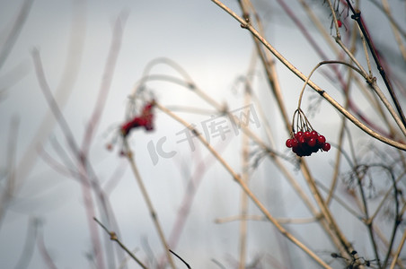 简单的树摄影照片_简单的红罗文在春天的薄雾中