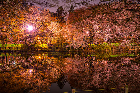 伊诺斯头住宅公园的夜樱花