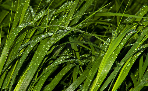 绿背景摄影照片_绿草与雨滴