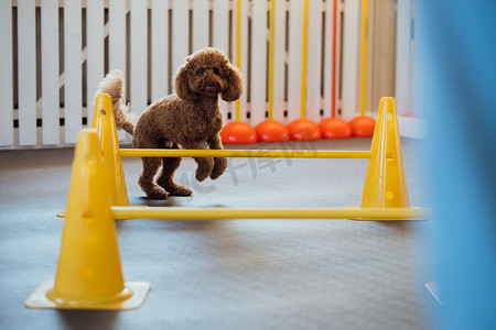 小棕色贵宾犬在宠物屋与训狗师一起训练