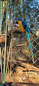 巴西蓝黄金刚鹦鹉在饲养员中