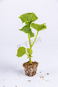 白色土壤摄影照片_在白色背景上的黄瓜幼苗。