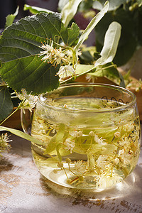 一杯新鲜制作的黄色椴树茶，背景是开花椴树的树枝。