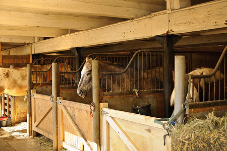 动物门摄影照片_马厩里的马