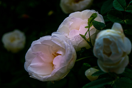 深绿色背景中的白色玫瑰花