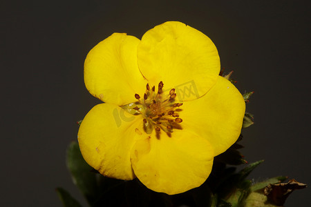 黄花开花特写植物背景大尺寸高品质印刷 Dasiphora fruticosa 家族 thymelaeaceae 墙海报