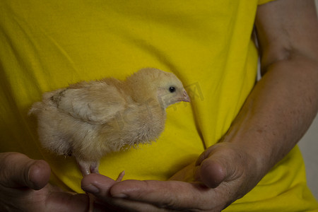 农场鸡摄影照片_男人手里没有焦点的黄色小鸡
