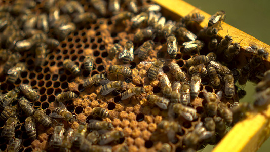 蜜蜂在带有蜂窝的框架上。