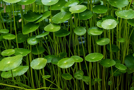 绿色画框摄影照片_作为绿色背景的水 Pennywort 叶子