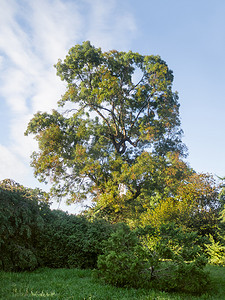 以及摄影照片_Chamaecyparis lawsonana，被称为奥福德港雪松或劳森柏树以及休闲公园中的其他树木和灌木。