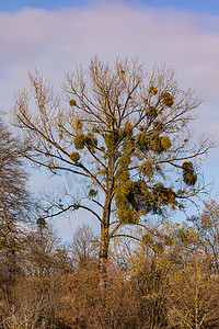 许多槲寄生在冬天寄生在树上