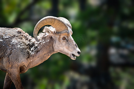 魔兽世界联盟标志摄影照片_科罗拉多州选择性聚焦的大角羊