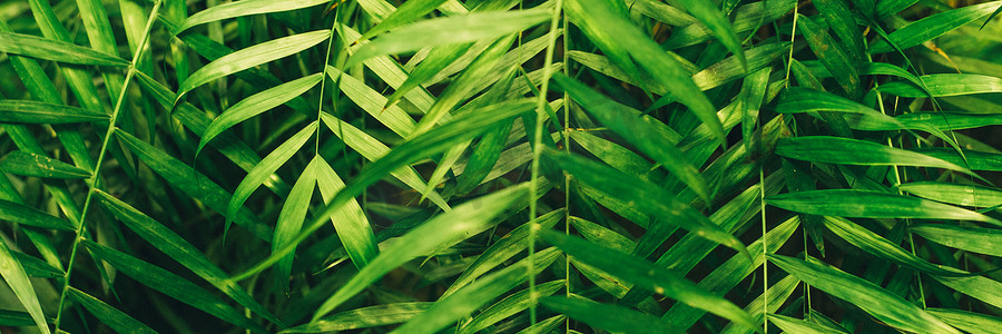 绿色薄棕榈叶植物生长在野生热带森林植物中，常绿藤蔓在深色背景上抽象颜色。