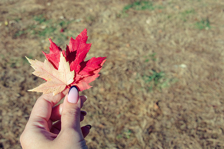 红色和橙色的树叶摄影照片_秋季阳光明媚的一天，绿色草坪背景上，小女孩的手握着亮黄色、红色和橙色的秋枫叶，有复制空间