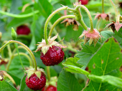 有绿色叶子和成熟红色果子的野草莓植物