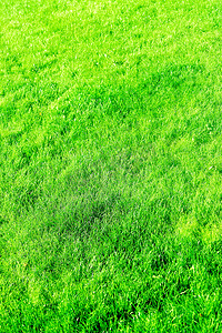 草地背景，完美的后院草坪