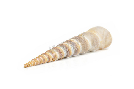 白色背景上的尖锥壳（Terebridae）的图像。