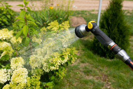 用花园软管和洒水器给花园里的植物浇水