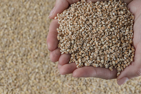 粮食危机摄影照片_小麦危机，缺乏粮食和农作物。