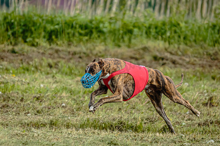 身穿红衬衫的惠比特犬在赛场上奔跑和追逐诱饵