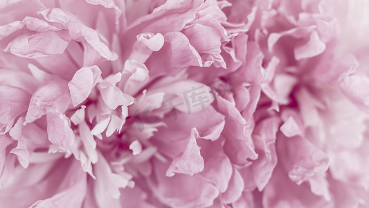 粉红色的牡丹花瓣。
