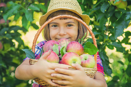 孩子在花园里摘苹果。