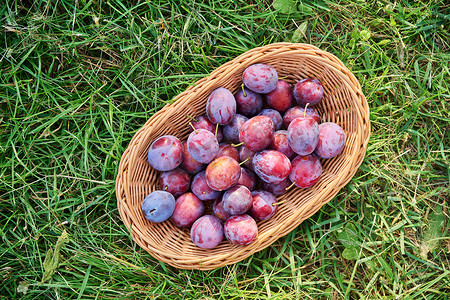 草背景上放着成熟蓝李子的篮子,顶视图