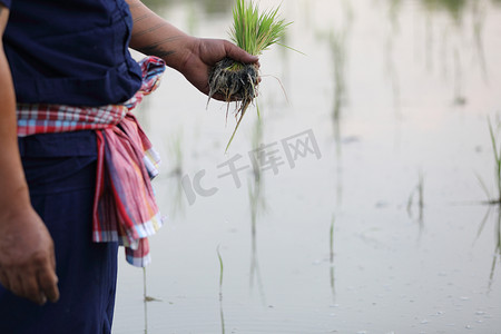 稻田摄影照片_农民水上水稻种植