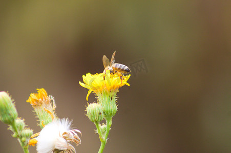 棕绿色模糊背景的蜜蜂授粉多年生苦菜花的特写