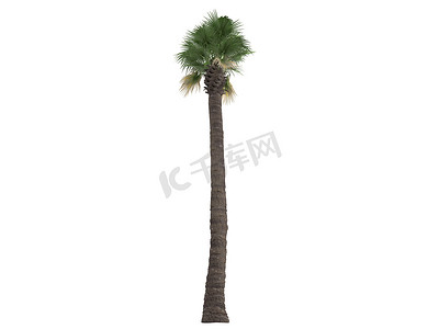 沙漠扇形棕榈或 Washingtonia filifera