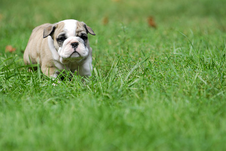 草地上可爱的小狗