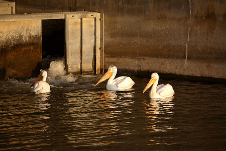 布法洛磅湖溢洪道的三只白鹈鹕