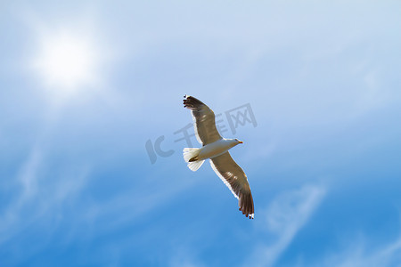 蓝天背景下飞翔的海鸥的低角度视图，太阳，复制空间。