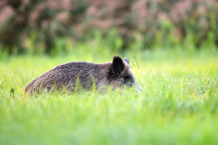 野猪隐藏在草丛中
