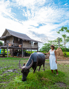 泰国中部稻田里的亚洲妇女和水牛一起住在生态农场寄宿家庭