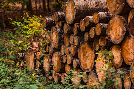 砍伐的树木堆积在德国森林小道沿线的田地边缘