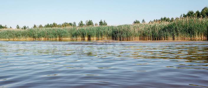 蓝色芦苇摄影照片_泻湖岸边长满芦苇的全景。