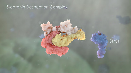 连环蛋白在癌症发展中发挥作用