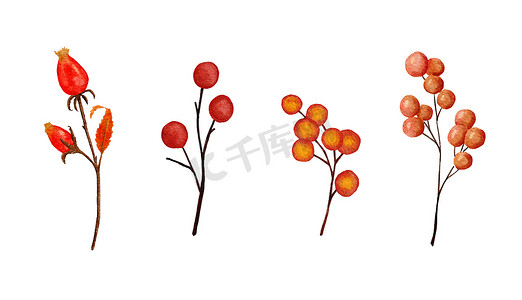 水彩手绘橙红色浆果圆形成熟浆果的插图。