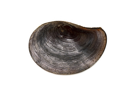 在白色背景上孤立的黑色平海贝壳的图像。