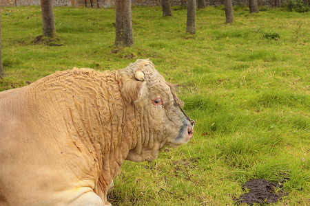 法国夏洛莱公牛躺在草绿中
