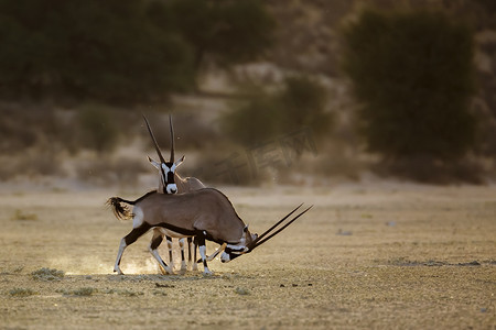 南非 Kgalagadi 跨境公园的南非羚羊